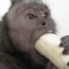 Macaquinhos memes 🤣🙈 10