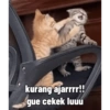 Meme kucing 1 12