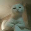 Gatos 15