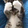 GATOS 🐱 18