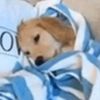 DOGS 🐶🥰 9