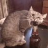 Reacciones Gatunas 2.0😺 18