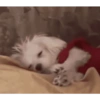 नाराजगी और मीम्स 20
