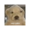Shitpost de Animalitos 🤑😈 6