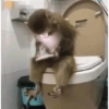 Memes macaco 12