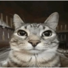 Animales locos 6