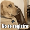 Cosas de Perritos 2🤎🐶✨ 9