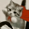 Kucing anomali 6