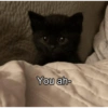 CatscatacatsDIECI 21