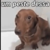 um peste dessa