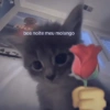 boa noite meu molango