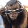 Monkey 🐒 12