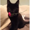 Kucing hitam meme 10