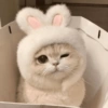 Gatos Cute 🤩😍 8