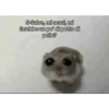 Hamster desesperado 8