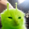 🌈🐈‍⬛✨️Gatos Funny Mood✨️🐈‍⬛🌈 14