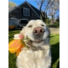 Perritos 🥰 8