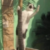 Cat meme 2 9