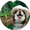 Memes de animais 4 27