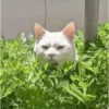 Cat meme 2 17