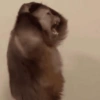 Monkey 🐒 8