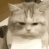 🧿Gatos para chat miau🐱🐈 17