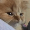 🐾Mix gatitos tristes😿🐾 13