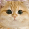 🧿Gatos para chat miau🐱🐈 15