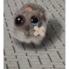 Hamster desesperado 15