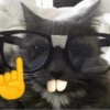 Random Cat 🐾 8