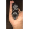 Perritos 🥰 7