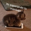 Memes 13