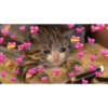 Gatitos con corazones 14