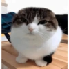 Pov De Gatos 🌚 9
