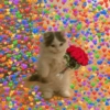 Gatitos Amor 😍 11