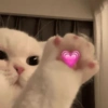 Gatitos Amor 😍 9
