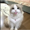 Cat 15