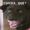 Memes de perritos🐶 12