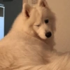 Memes de perritos🐶 11
