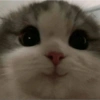 Para os apaixonados ❤️😻 10