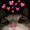 Gatitos Amor 😍 15