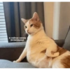 Pov De Gatos 🌚 7