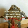 nose ke responder
pero mira una
tortuga en bisi
P