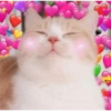 Gatitos con corazones 16