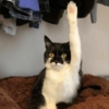 Michis pa' tu Chat! 🐾 10