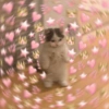 Gatitos con corazones 15