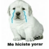 Me hiciste yorar