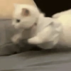 🧿Gatos para chat miau🐱🐈 9
