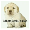 Bañate otaku culiao
