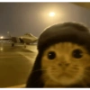 MEME KUCING 27